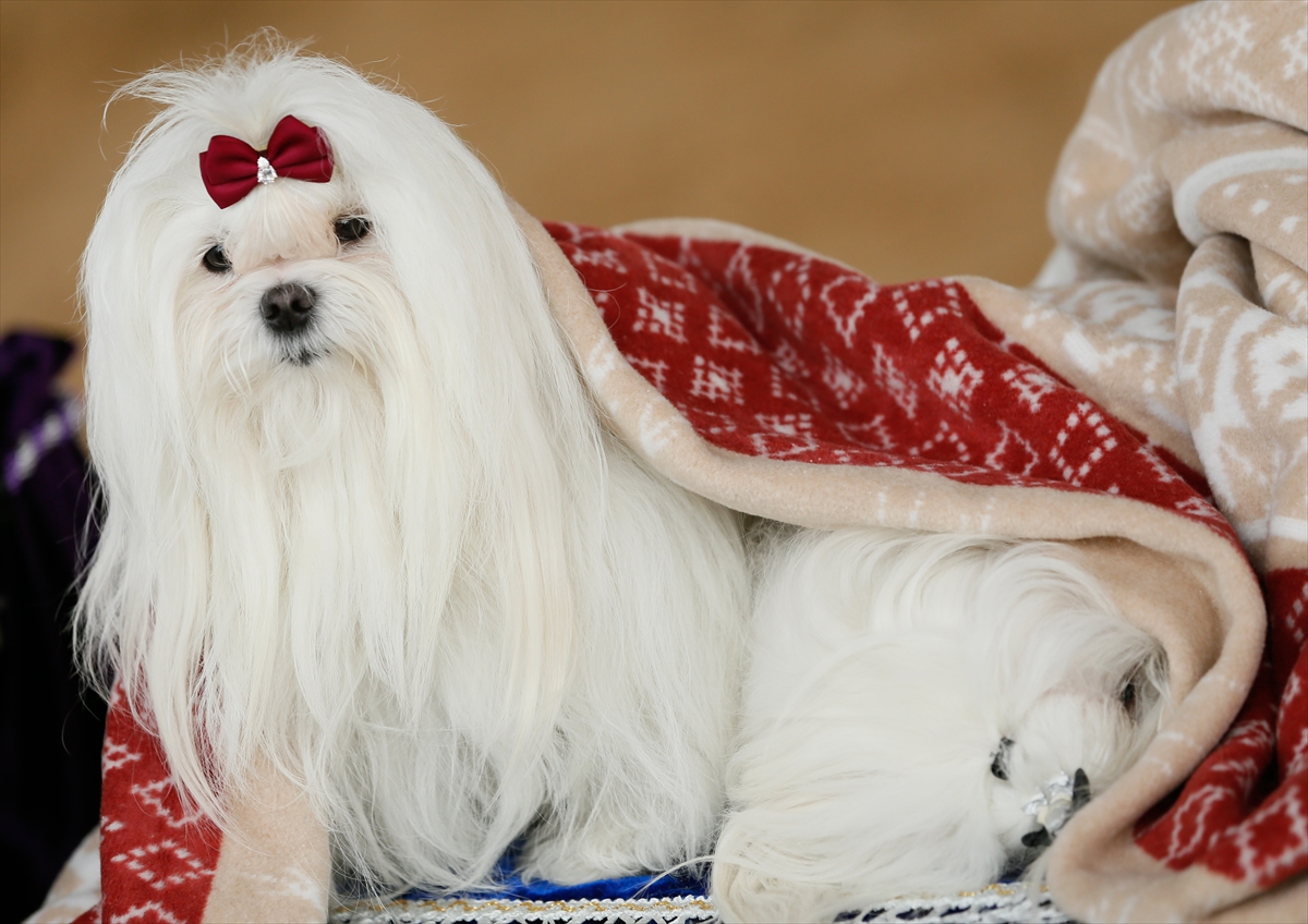 İzmir'de 'köpek ırkları' yarıştı