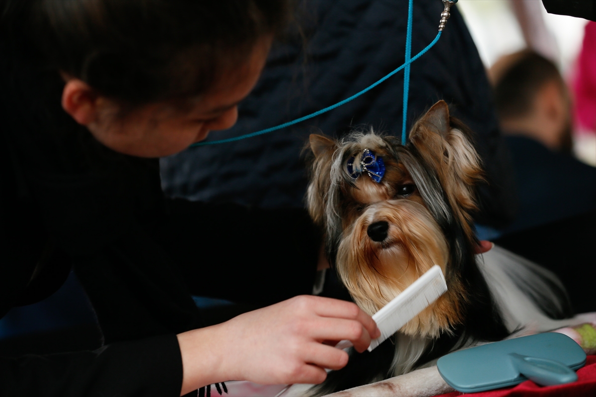İzmir'de 'köpek ırkları' yarıştı
