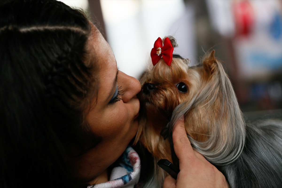 İzmir'de 'köpek ırkları' yarıştı
