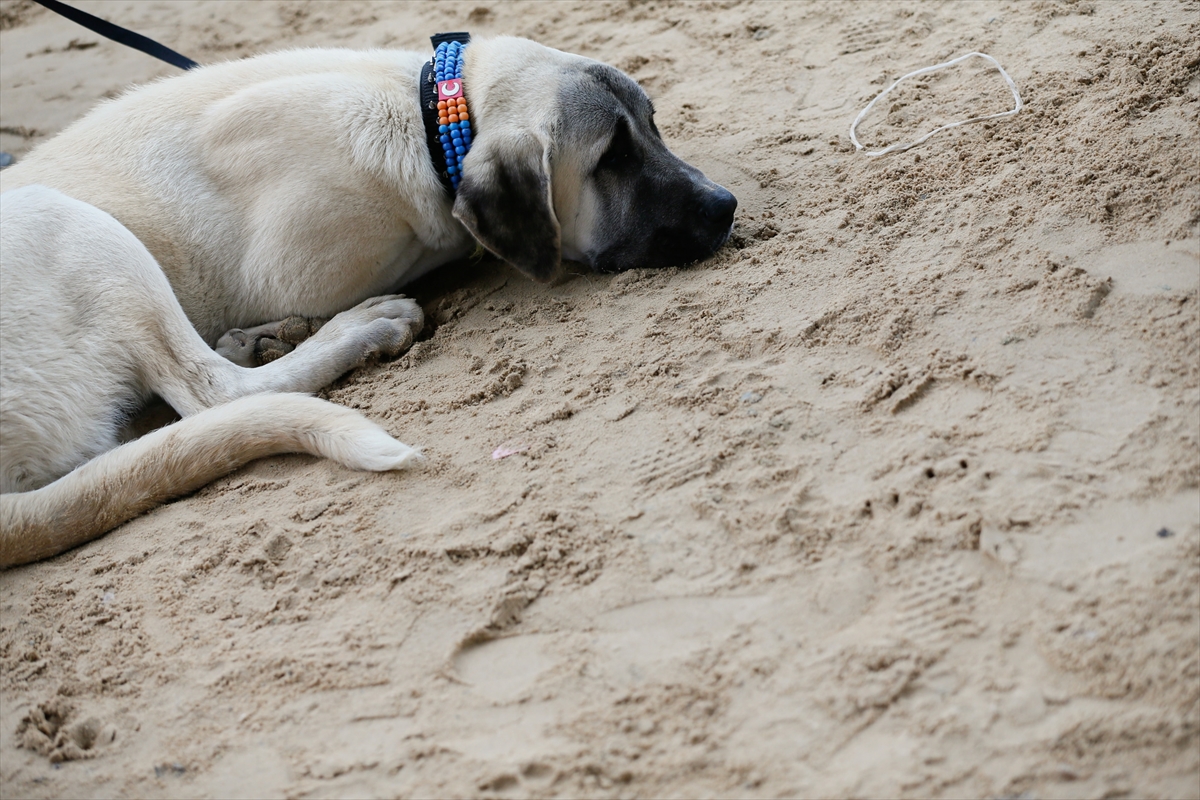İzmir'de 'köpek ırkları' yarıştı