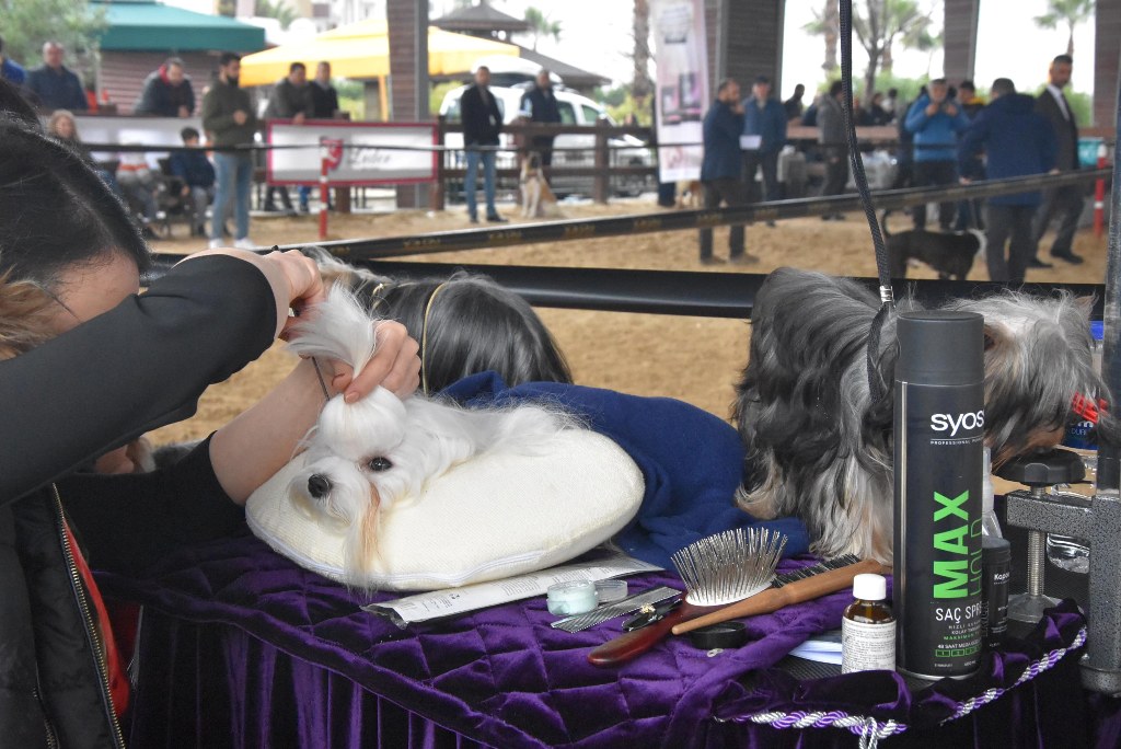 İzmir'de 'köpek ırkları' yarıştı