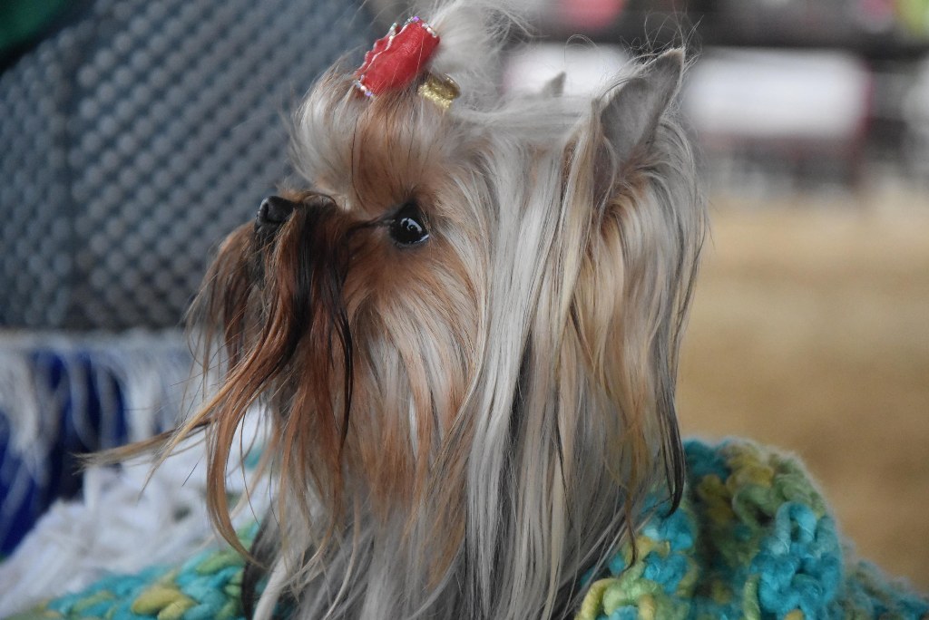 İzmir'de 'köpek ırkları' yarıştı