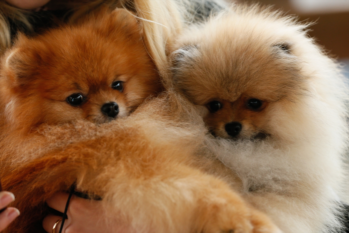 İzmir'de 'köpek ırkları' yarıştı