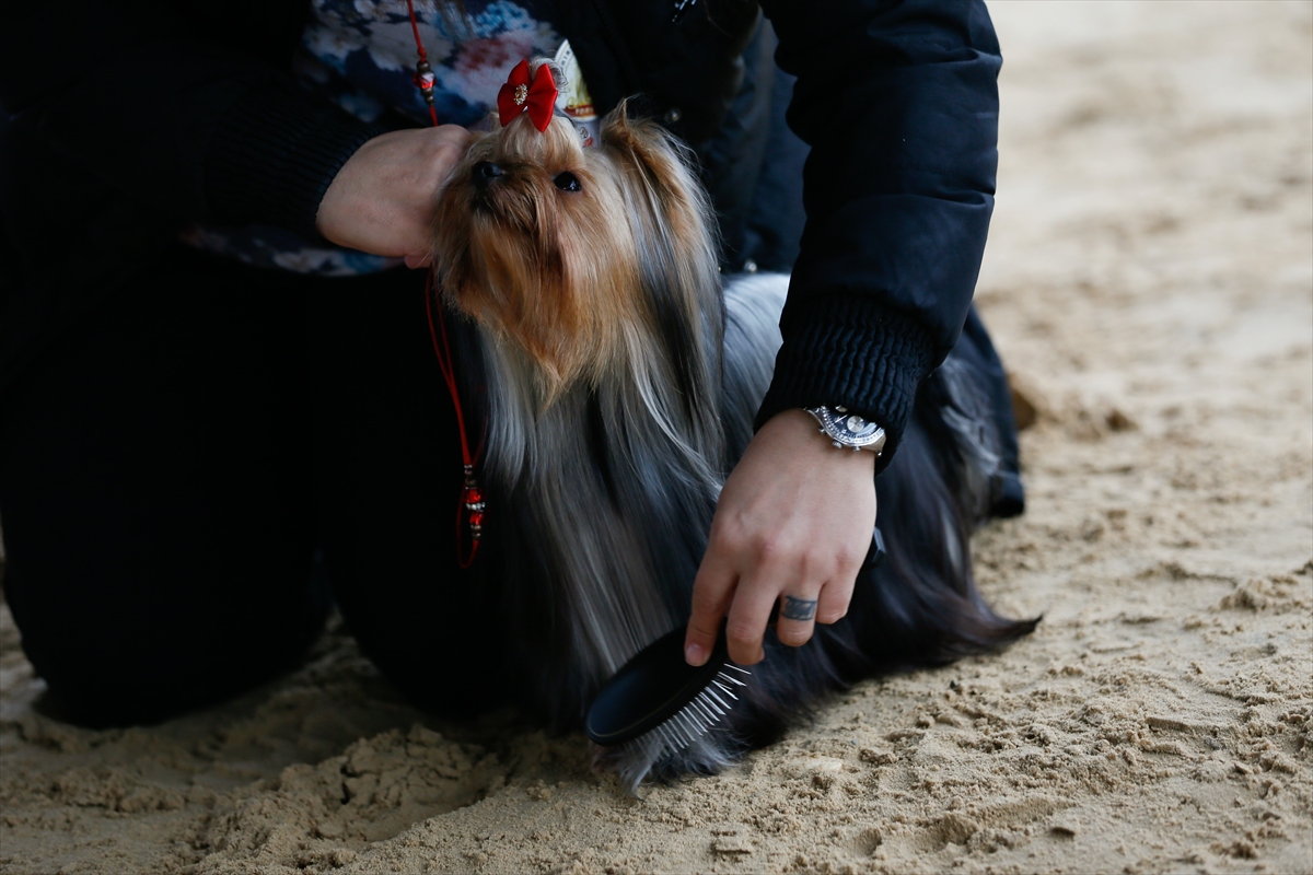 İzmir'de 'köpek ırkları' yarıştı