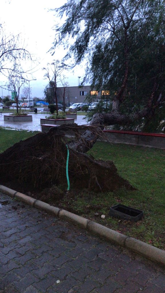 İzmir’de şiddetli lodos hayatı olumsuz etkiledi