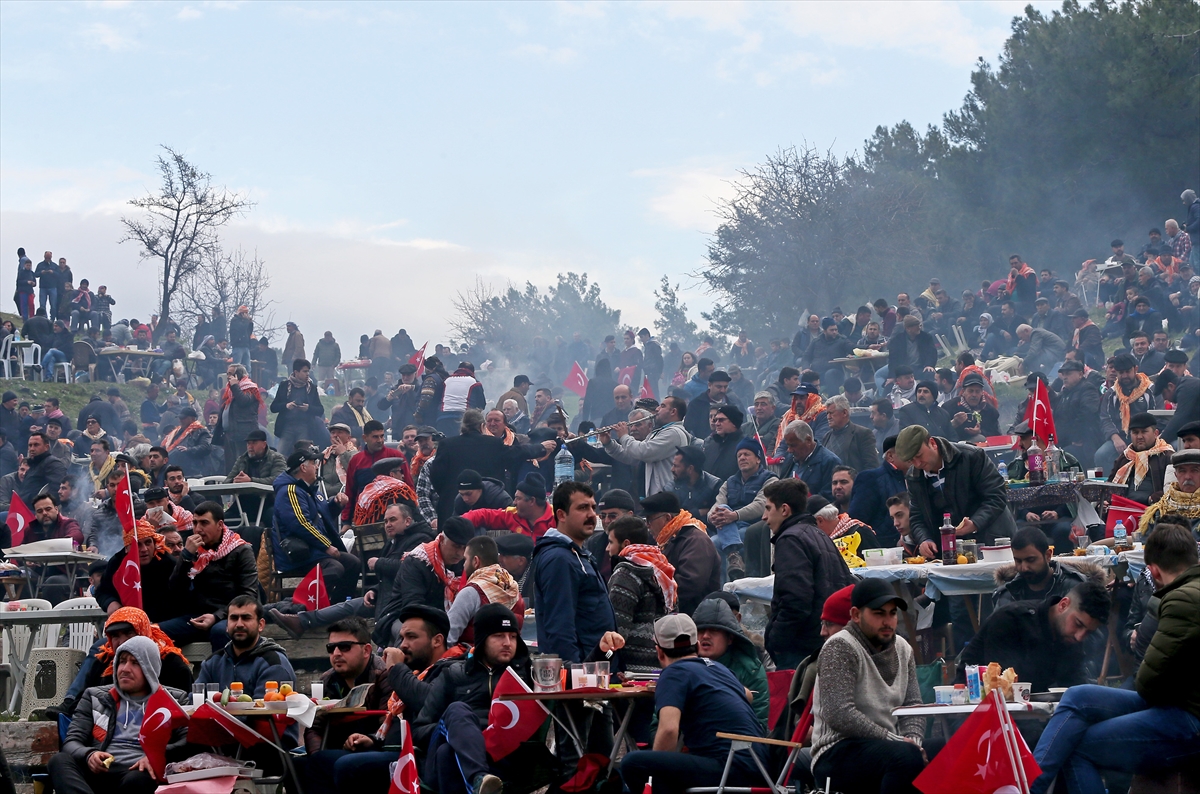 Selçuk'ta büyük şölen: Deve güreşlerinin Kırkpınar'ı!