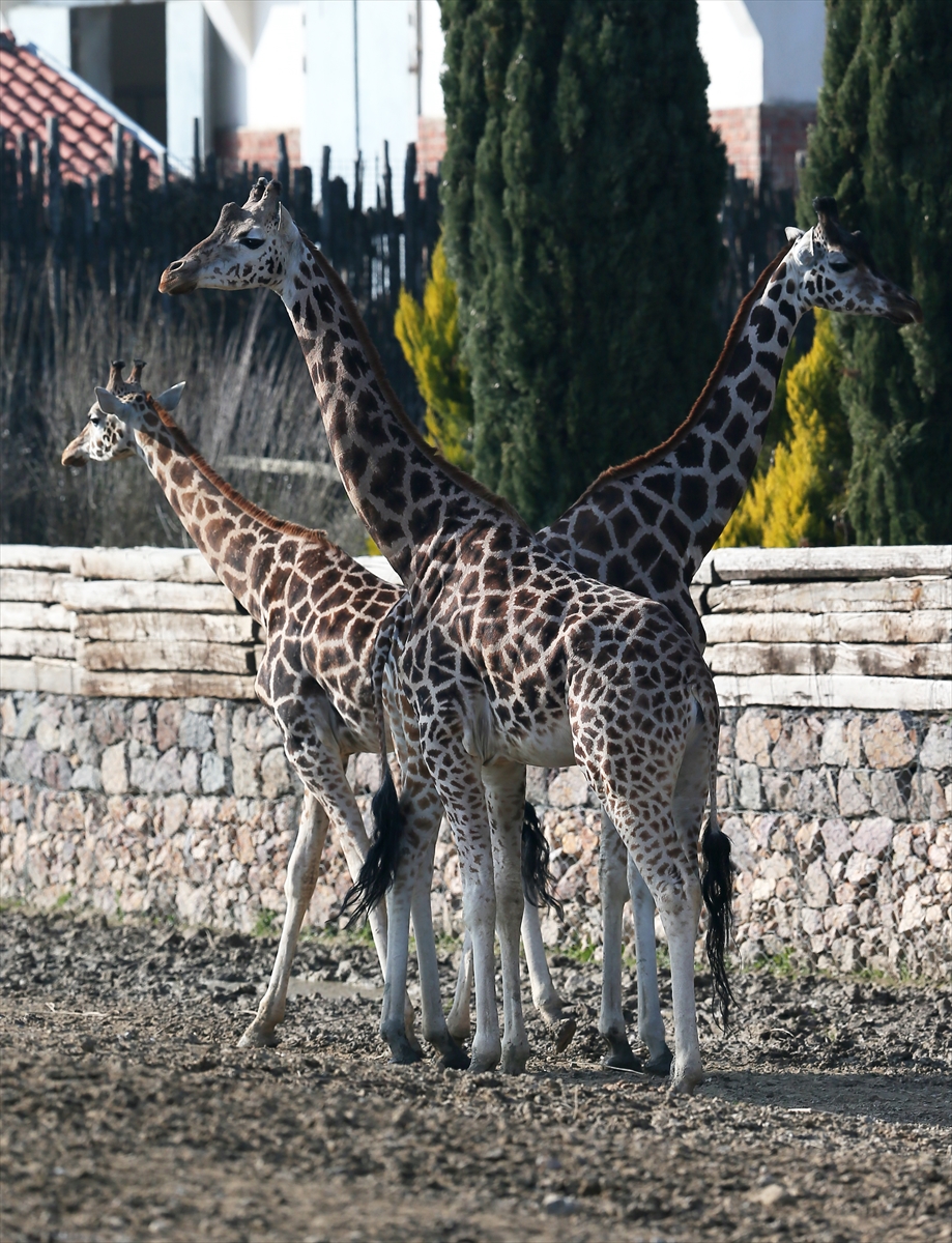 İzmir'de Doğal Yaşam Parkına ziyaretçi akını