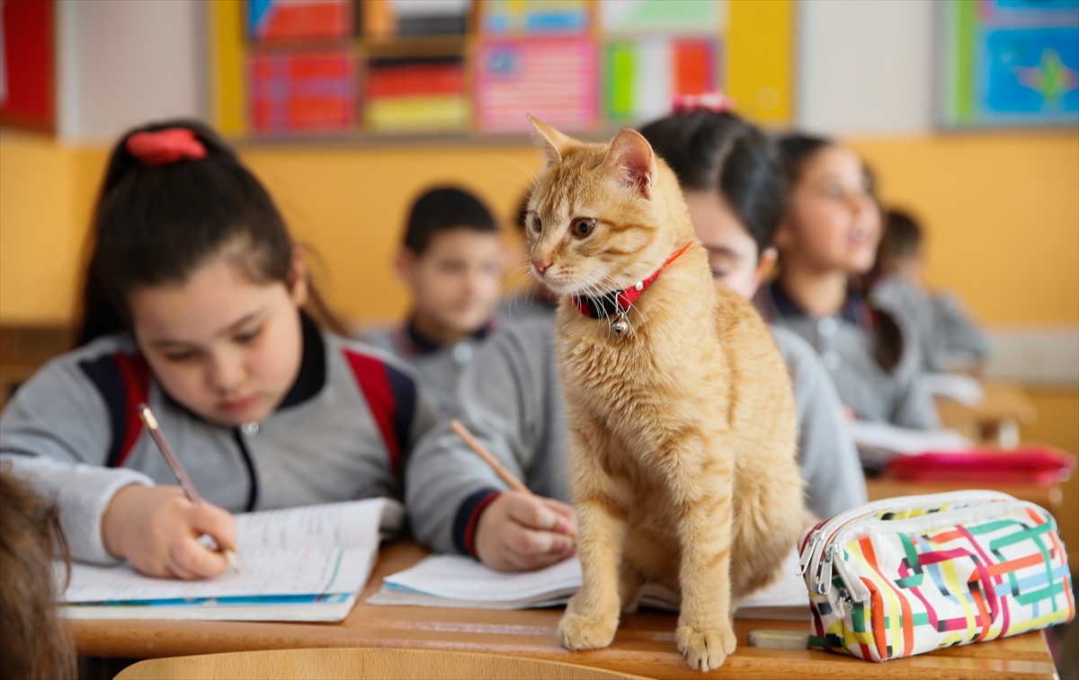 Kedi 'Tombi' sınıfa döndü