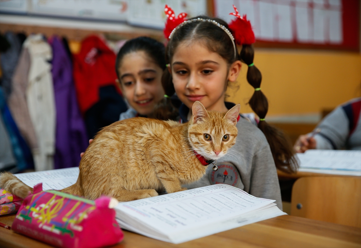 Kedi 'Tombi' sınıfa döndü
