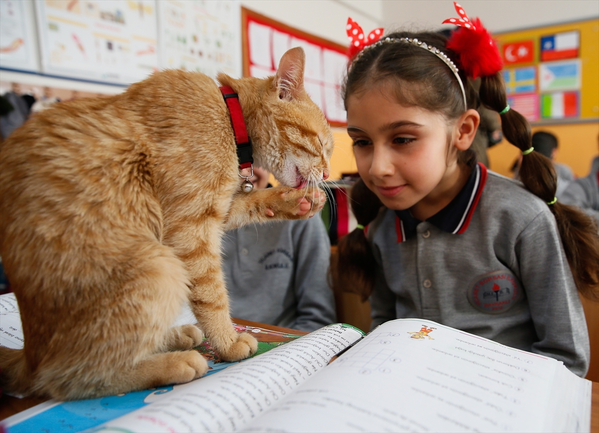 Kedi 'Tombi' sınıfa döndü