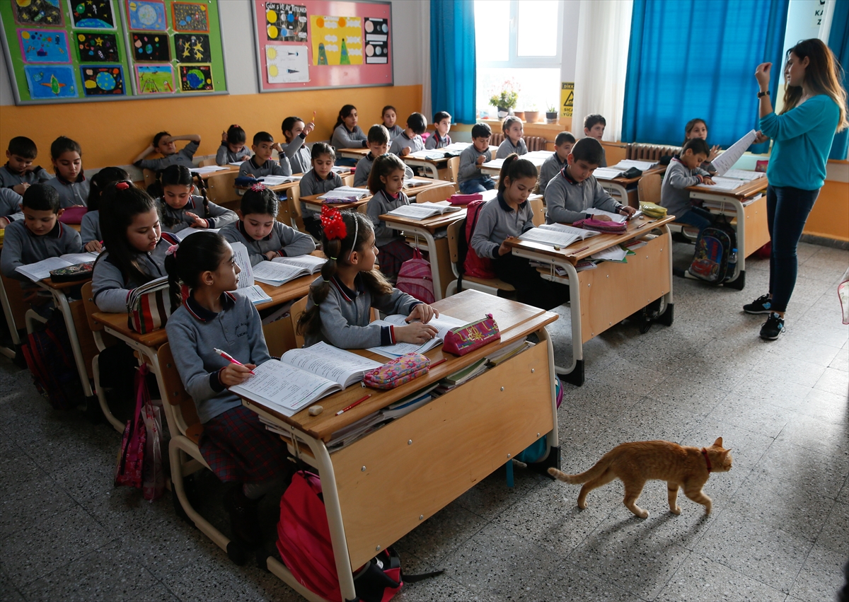 Kedi 'Tombi' sınıfa döndü
