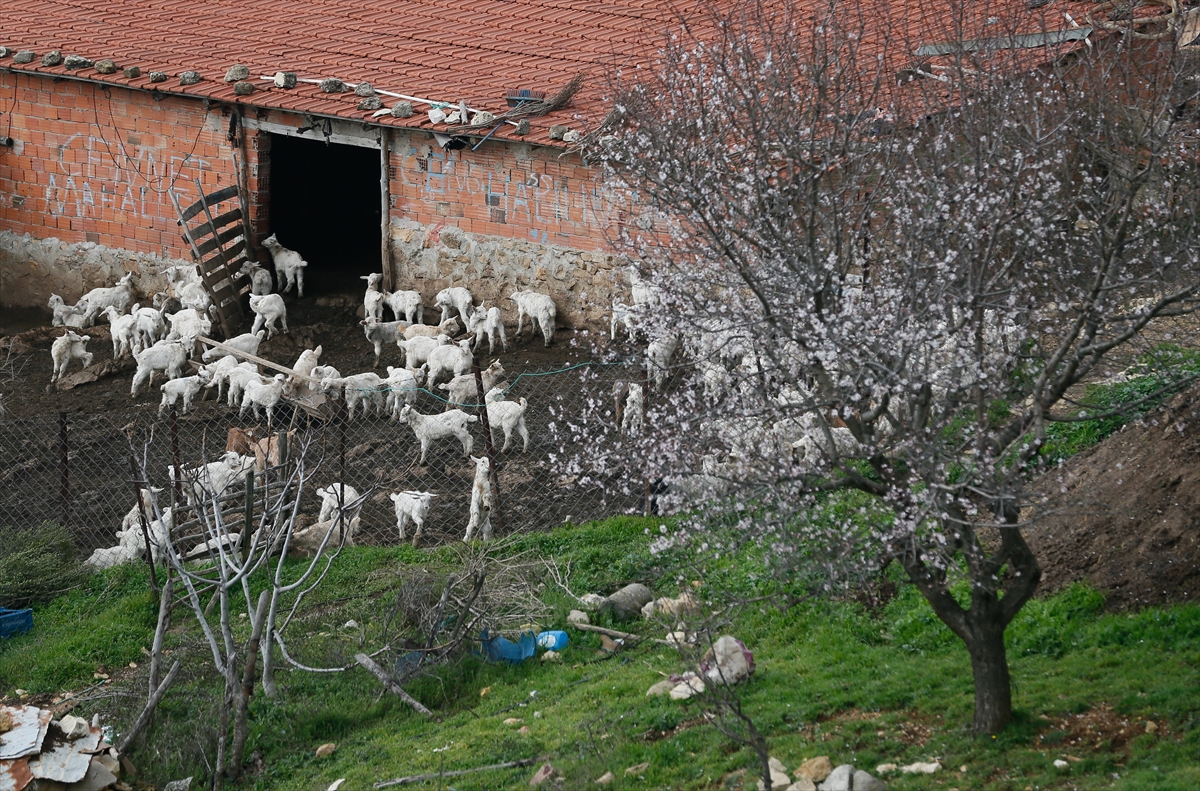 Keçi ıslahı projesinde ilk yavrular alındı