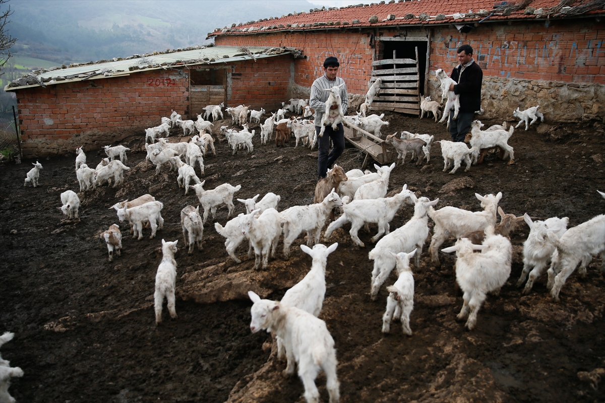 Keçi ıslahı projesinde ilk yavrular alındı