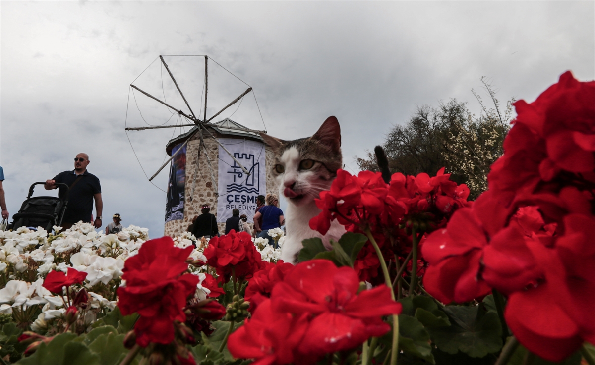 9. Alaçatı Ot Festivali'nden renkli görüntüler