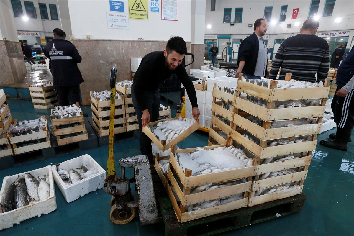 Egeli balıkçılar 'altın' sezonunu yaşadı
