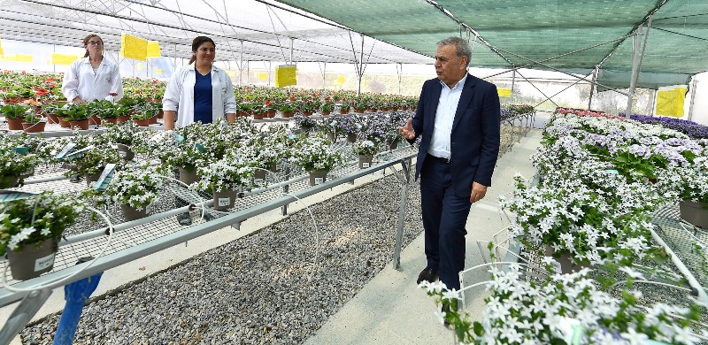 Bayındırlı çiçek üreticileri Hollanda'ya ihracata başladı
