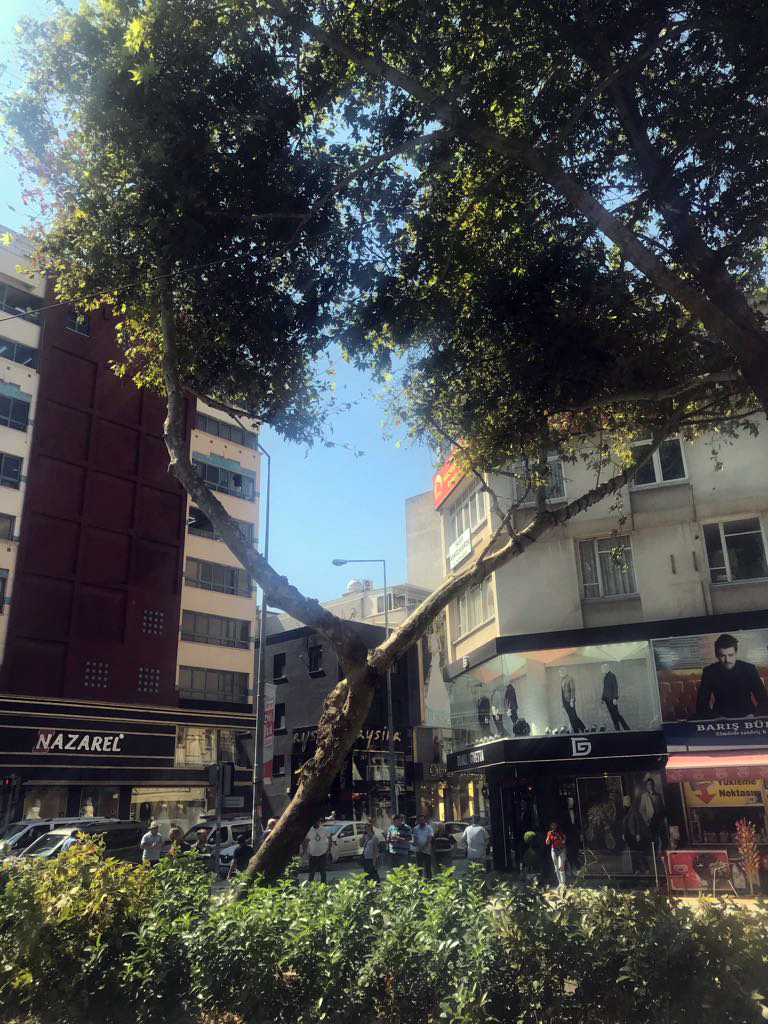 Kamyonet çınara çarptı