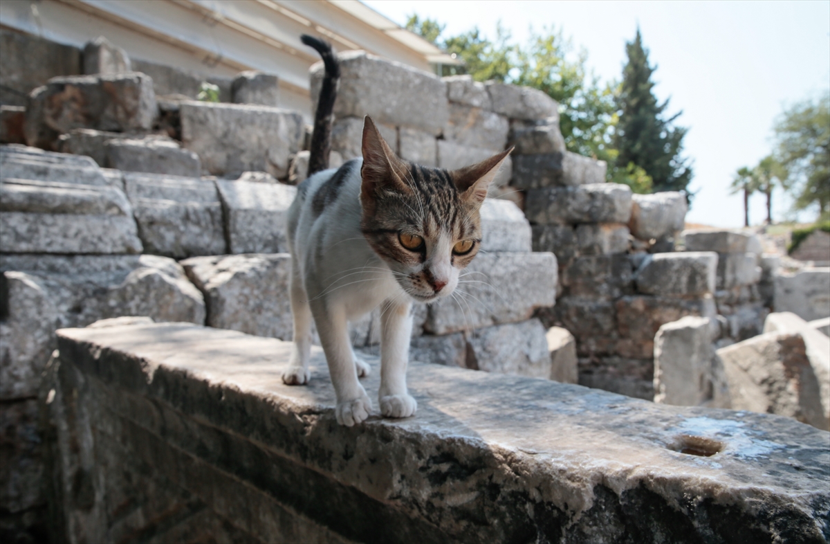 Antik kent sahipsiz kedilere yuva oldu!