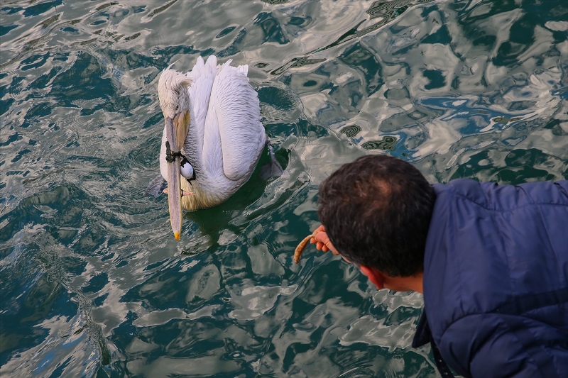 İzmir'de pelikan operasyonu