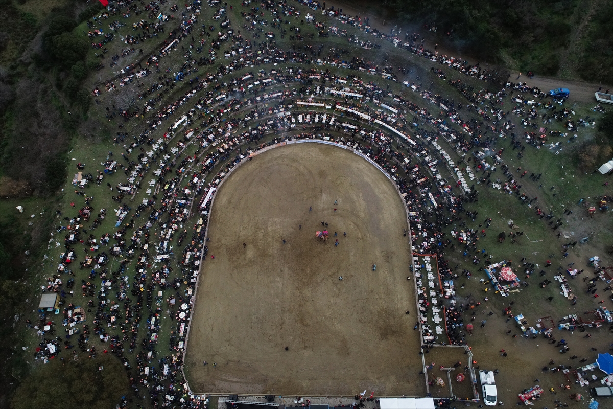 37. Selçuk Efes Deve Güreşi Festivali