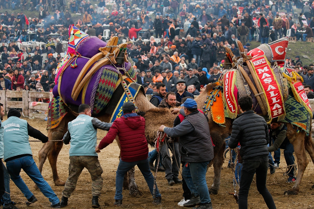 37. Selçuk Efes Deve Güreşi Festivali