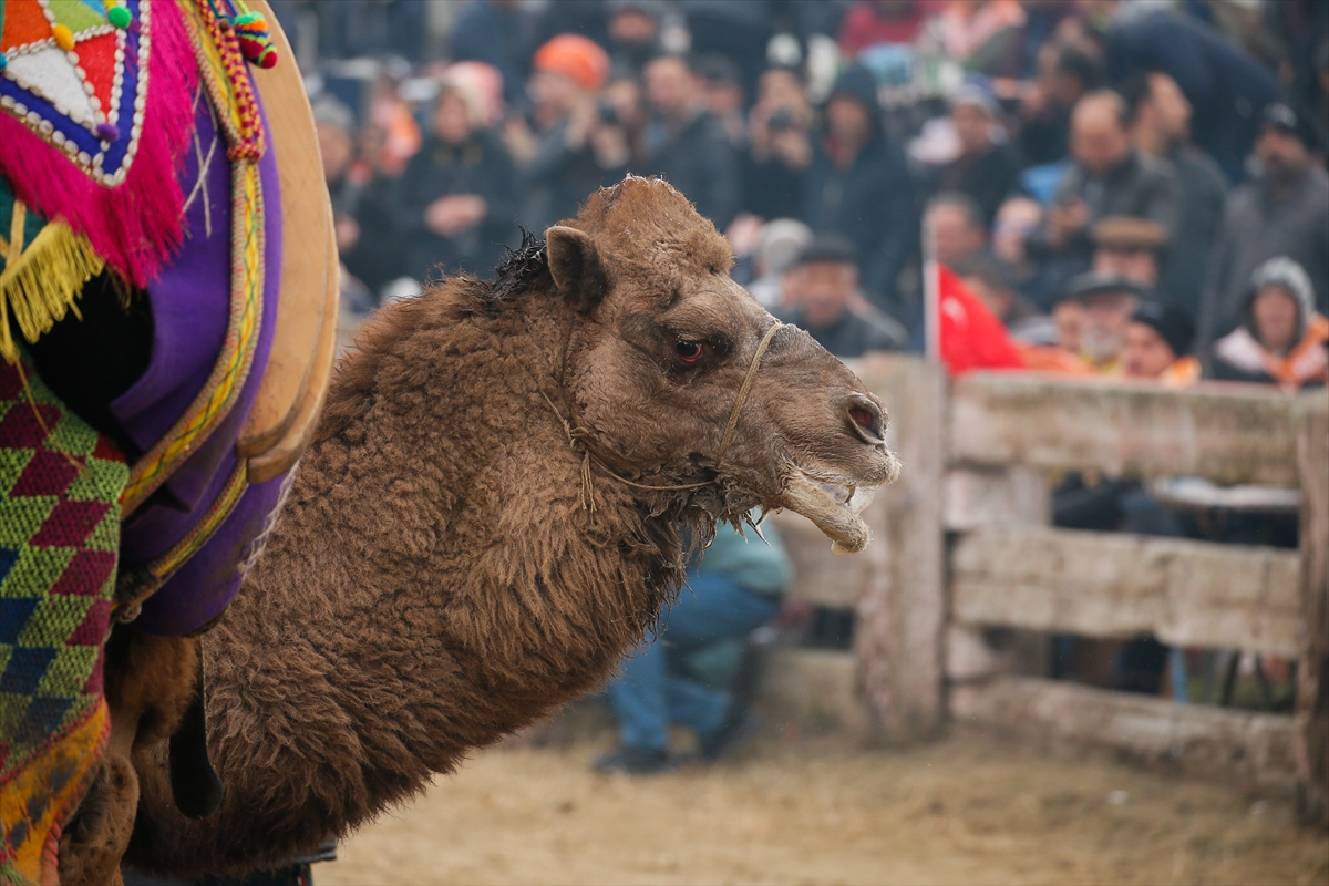 37. Selçuk Efes Deve Güreşi Festivali