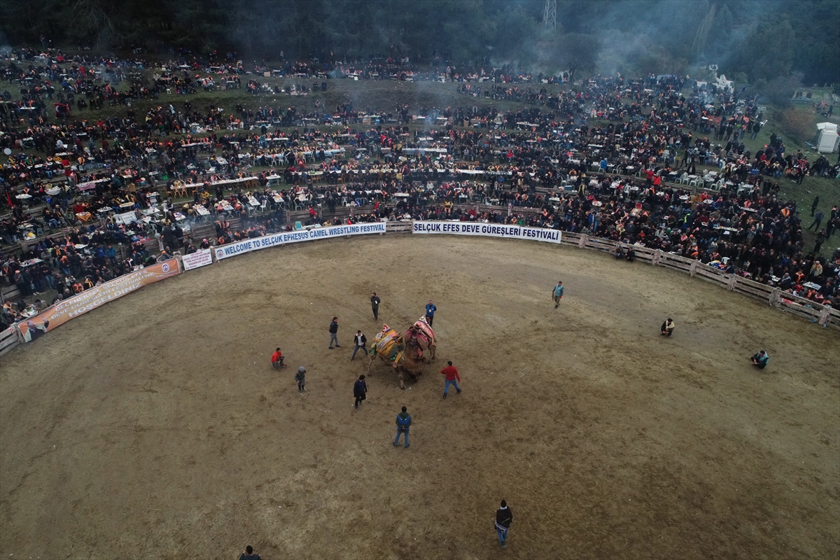 37. Selçuk Efes Deve Güreşi Festivali
