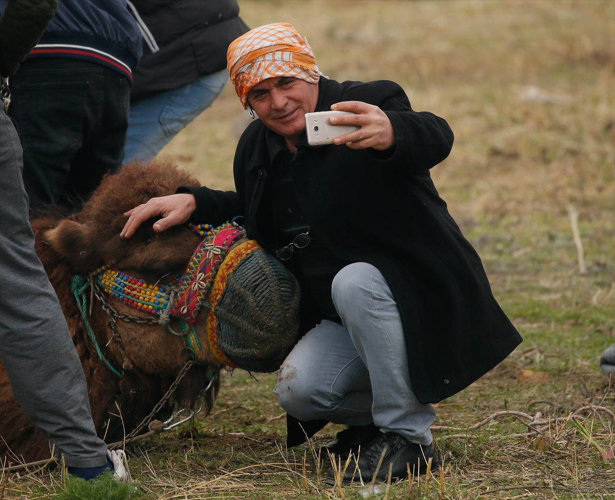 37. Selçuk Efes Deve Güreşi Festivali