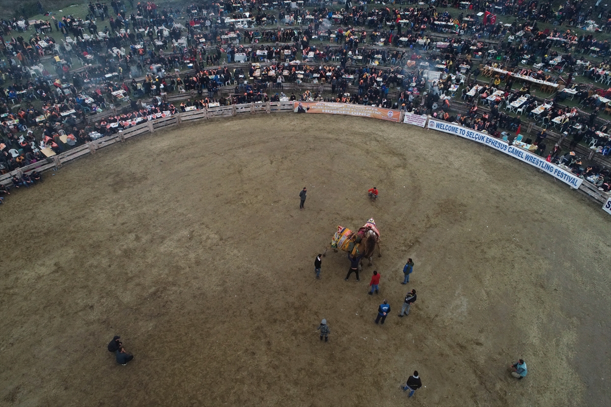 37. Selçuk Efes Deve Güreşi Festivali