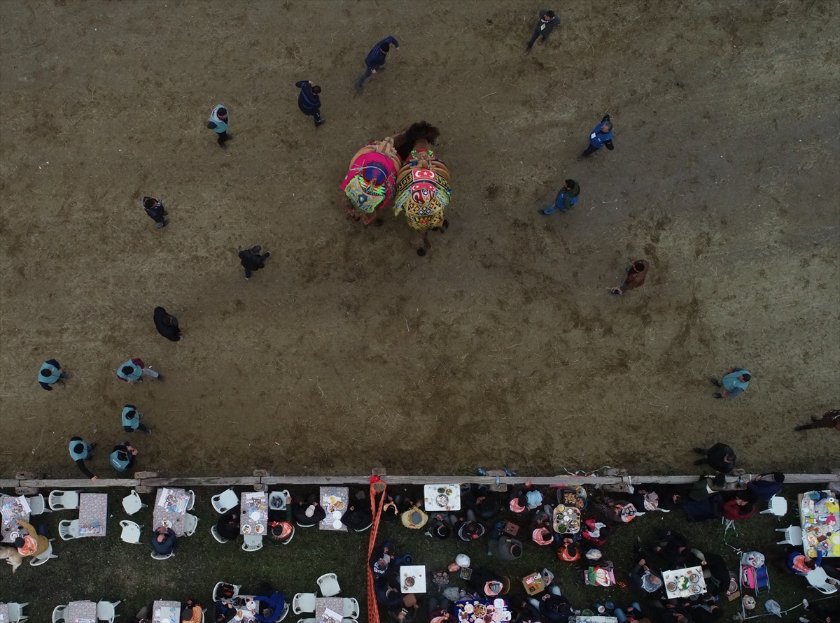 37. Selçuk Efes Deve Güreşi Festivali