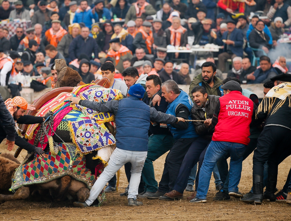 37. Selçuk Efes Deve Güreşi Festivali