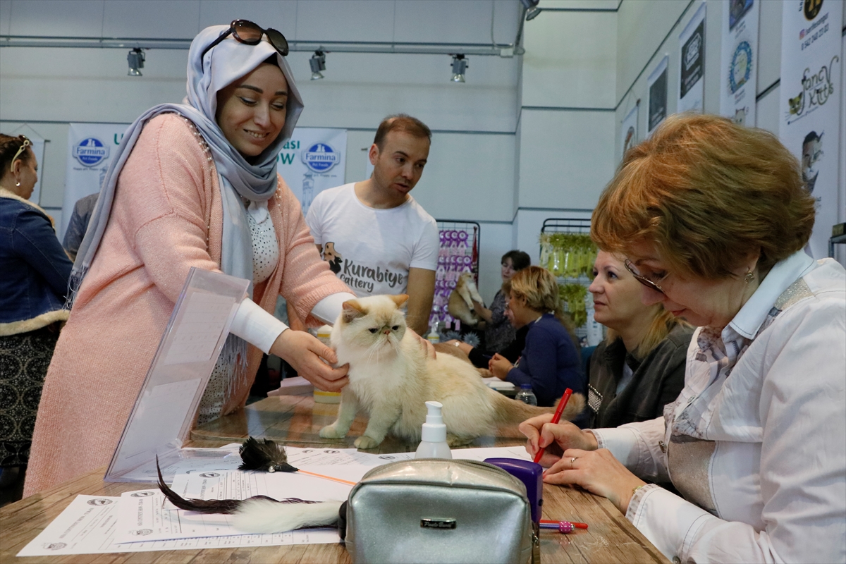 İzmir'de Uluslararası Kedi Yarışması