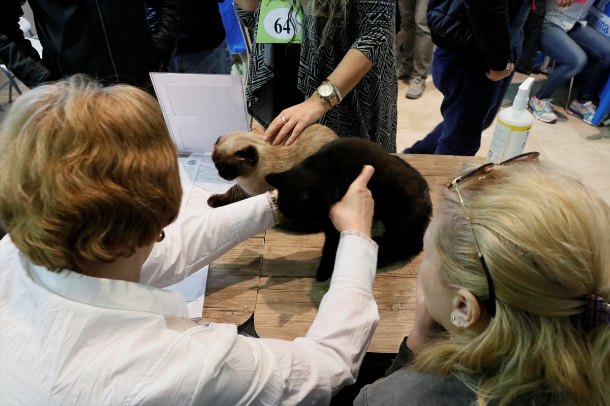 İzmir'de Uluslararası Kedi Yarışması