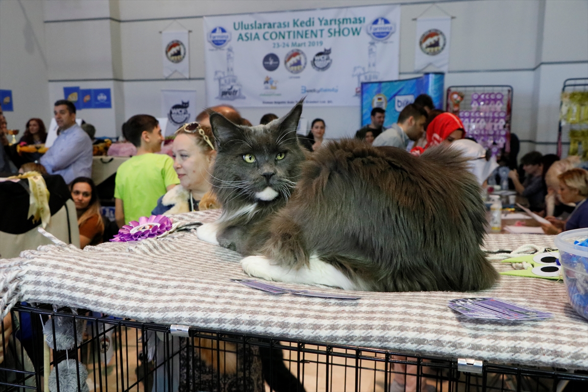 İzmir'de Uluslararası Kedi Yarışması