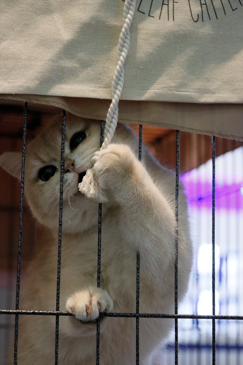 İzmir'de Uluslararası Kedi Yarışması