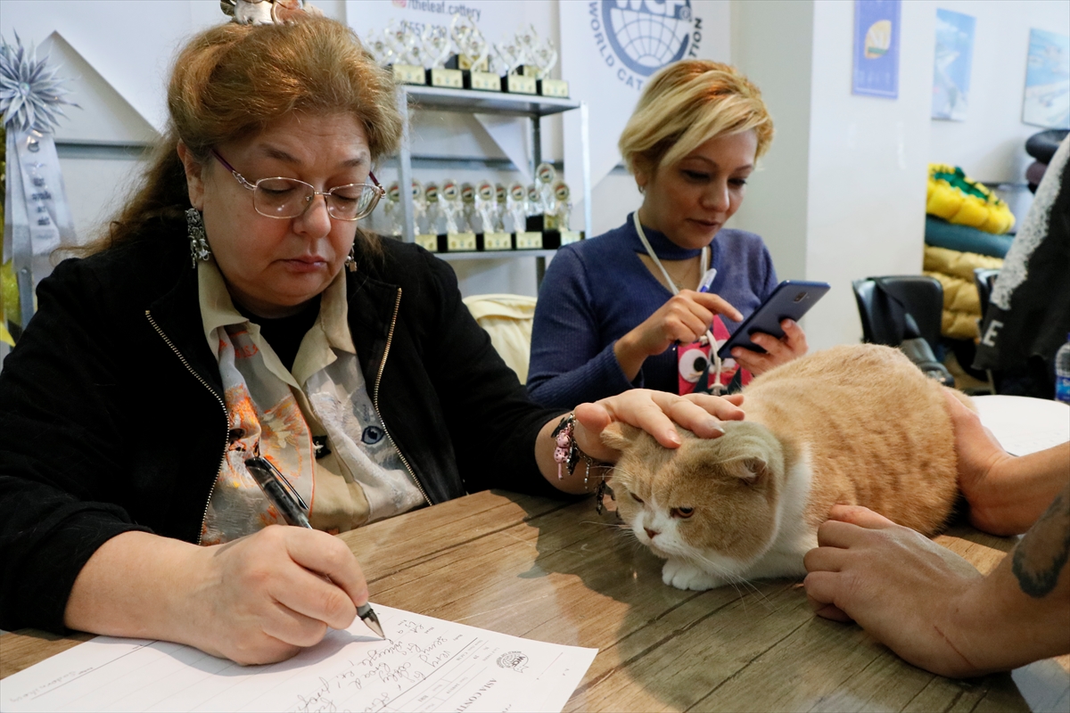 İzmir'de Uluslararası Kedi Yarışması