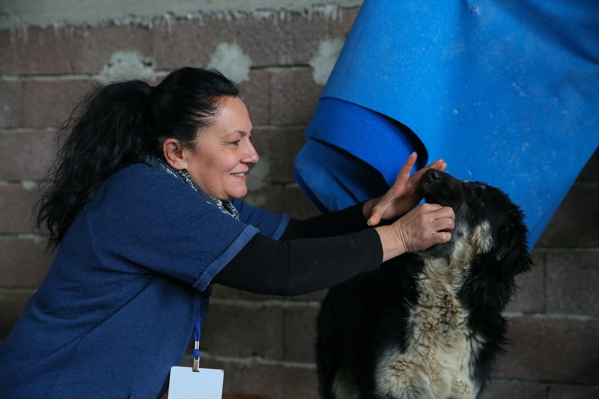 Sahipsiz 600 köpeğin bakımını yapıyorlar!