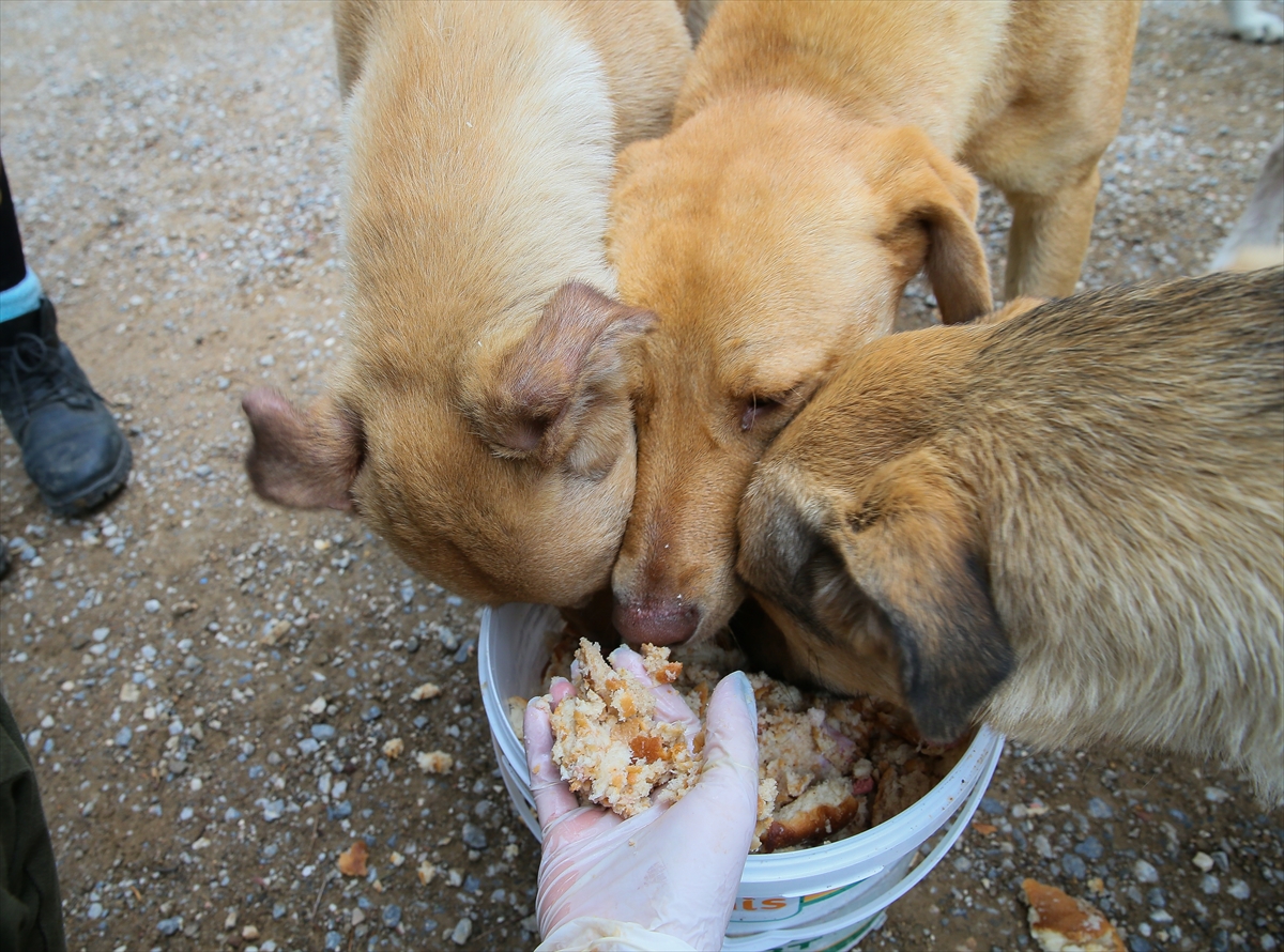 Sahipsiz 600 köpeğin bakımını yapıyorlar!