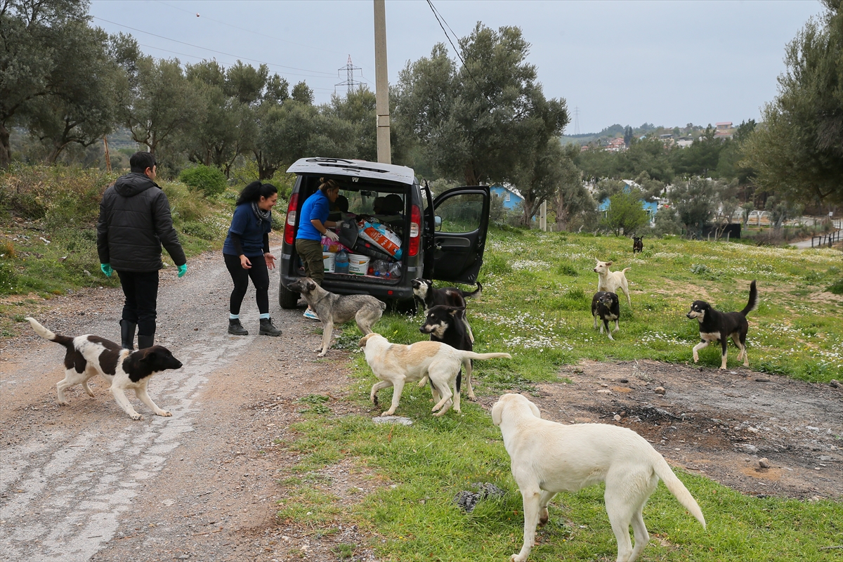 Sahipsiz 600 köpeğin bakımını yapıyorlar!