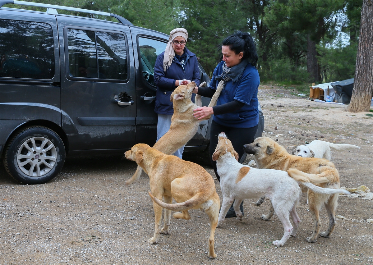 Sahipsiz 600 köpeğin bakımını yapıyorlar!