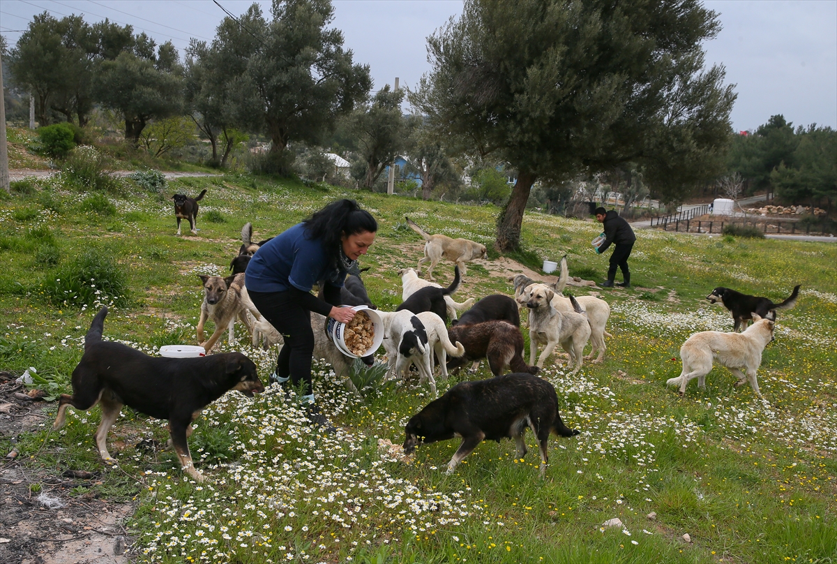 Sahipsiz 600 köpeğin bakımını yapıyorlar!