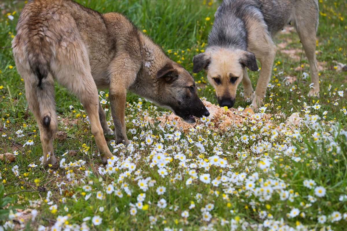 Sahipsiz 600 köpeğin bakımını yapıyorlar!