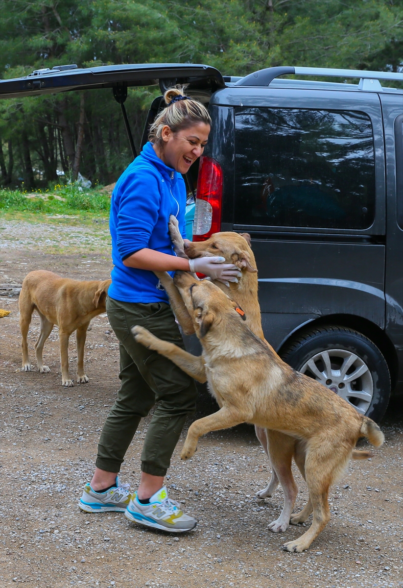 Sahipsiz 600 köpeğin bakımını yapıyorlar!