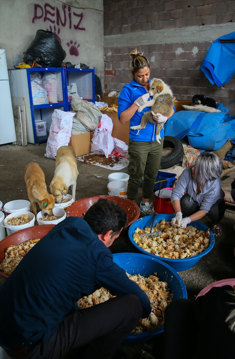 Sahipsiz 600 köpeğin bakımını yapıyorlar!