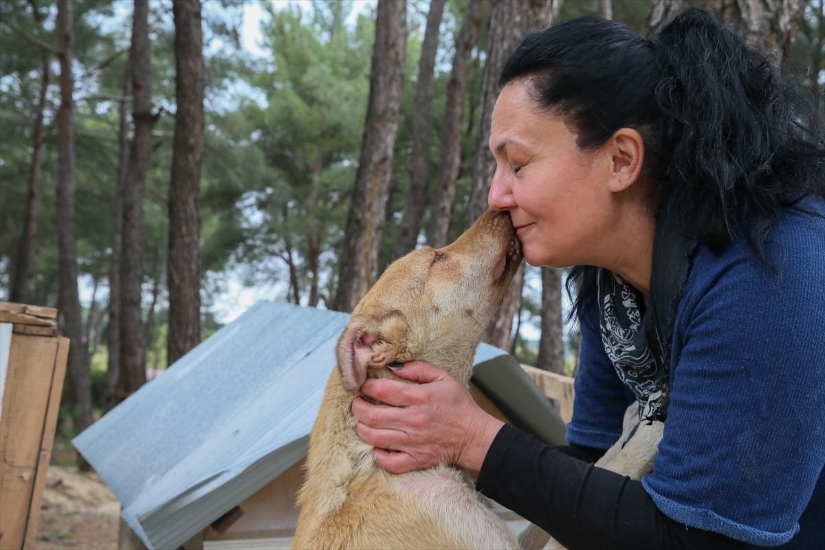 Sahipsiz 600 köpeğin bakımını yapıyorlar!