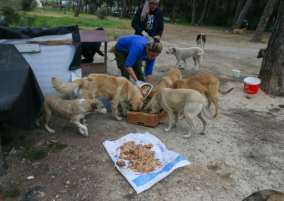 Sahipsiz 600 köpeğin bakımını yapıyorlar!