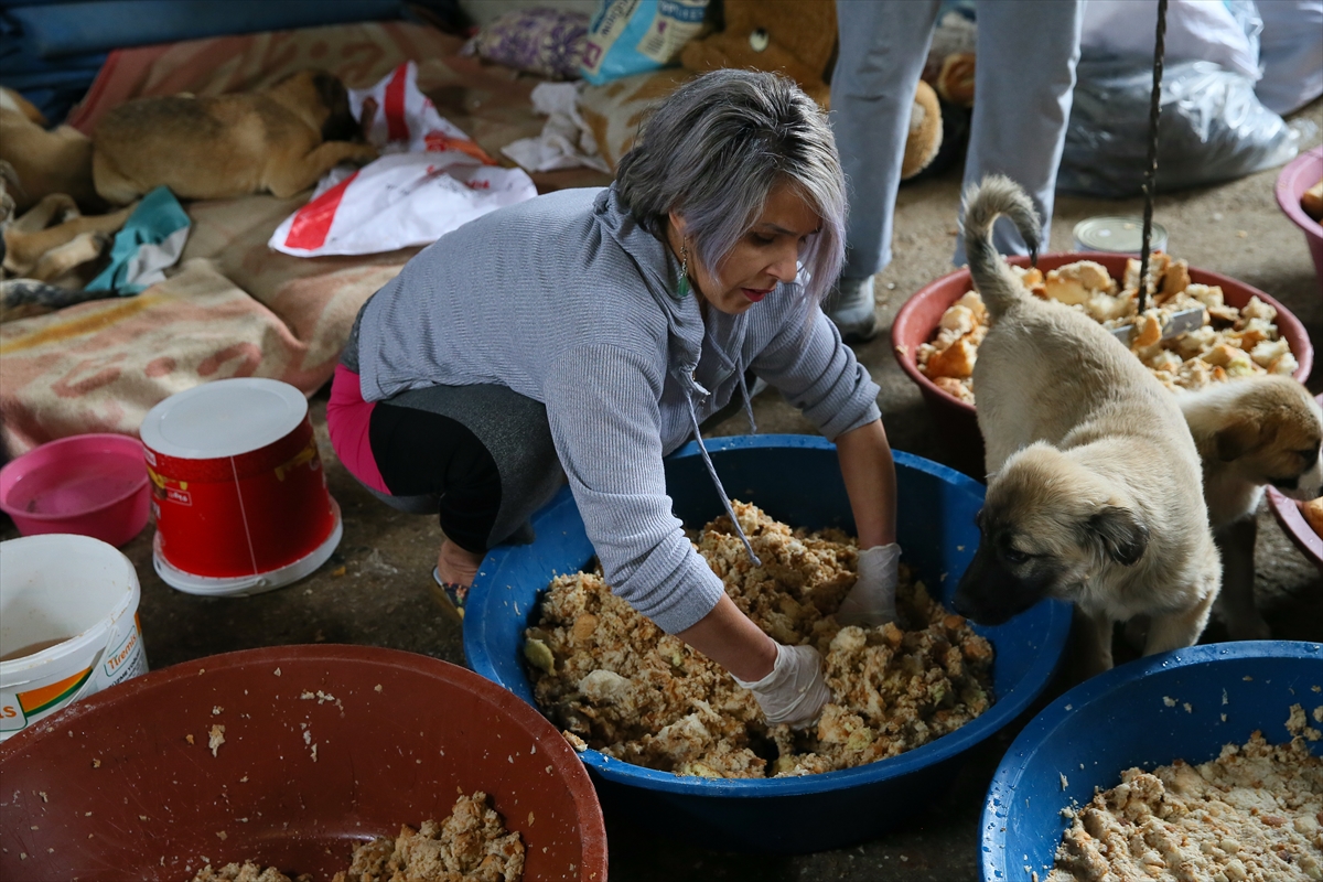 Sahipsiz 600 köpeğin bakımını yapıyorlar!