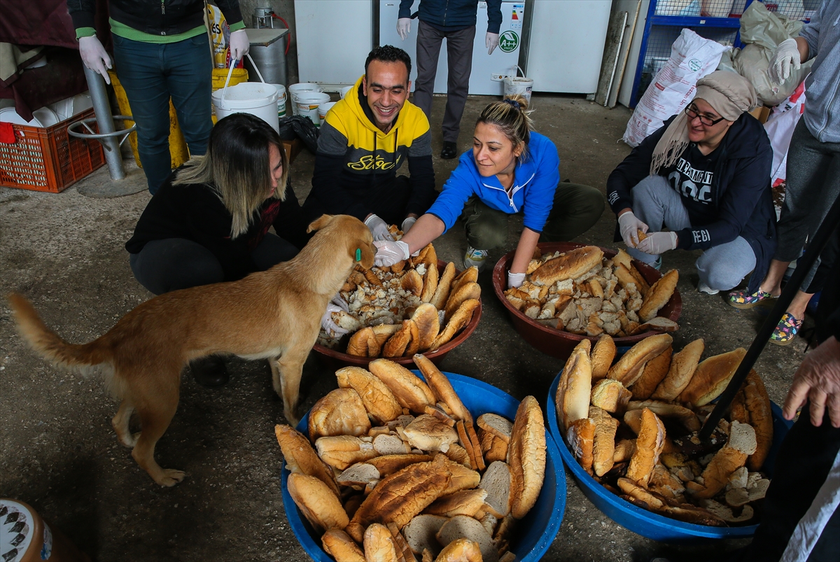 Sahipsiz 600 köpeğin bakımını yapıyorlar!