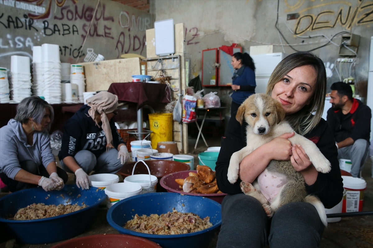 Sahipsiz 600 köpeğin bakımını yapıyorlar!