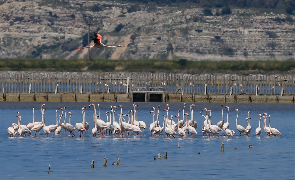 İzmir Kuş Cenneti'nde 20 bin flamingo kuluçkaya yattı